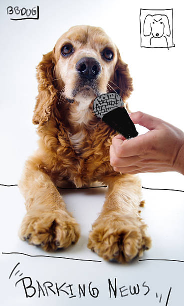 istock Cute English Cocker Spaniel journalist puppy lying in front of 486380816