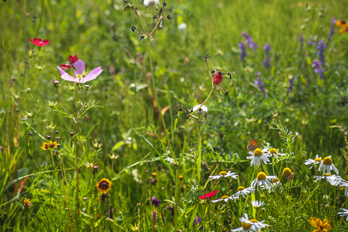 Wild Flowers meadow and butterfly.