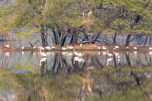 Egrets, Ibis, and Painted Storks feeding in the waters of Sultanpur Bird Sanctuary in India. A nest of Painted Stork can be seen on the tree. 