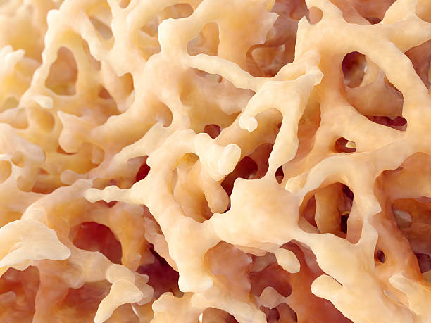 Bone tissue Bone tissue forms the rigid part of the bones that make up the skeleton. Medical background. porous sponge stock pictures, royalty-free photos & images