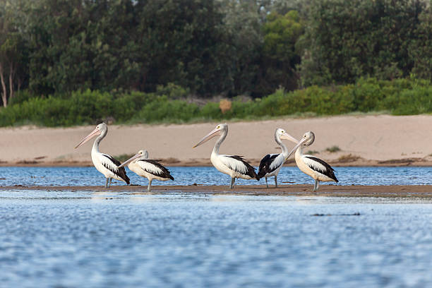 istock The big Australian pelican 486385992