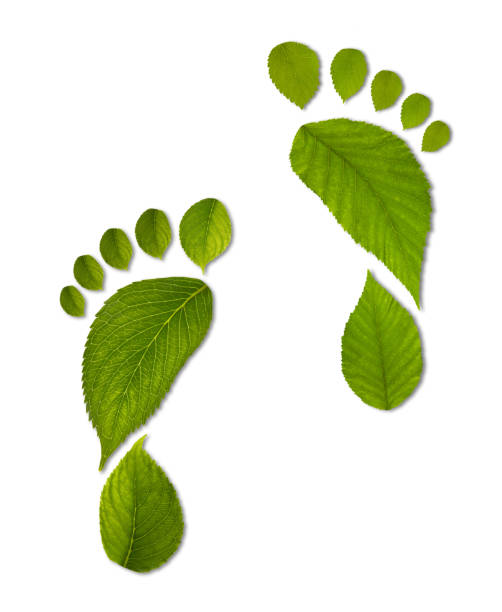 two green leaves footprints on white background stock photo