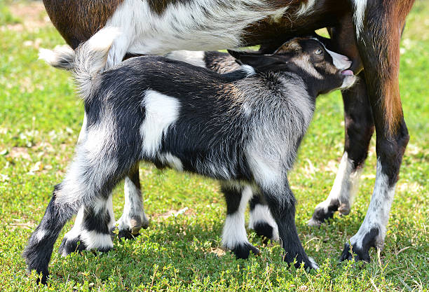 pequena criança e mãe de cabra - animals feeding animal child kid goat imagens e fotografias de stock