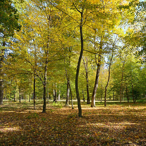 istock Fallen leaves in autumn forest 486387108