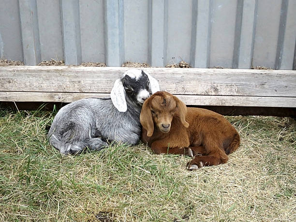 istock One-week-old goat kids 486387460