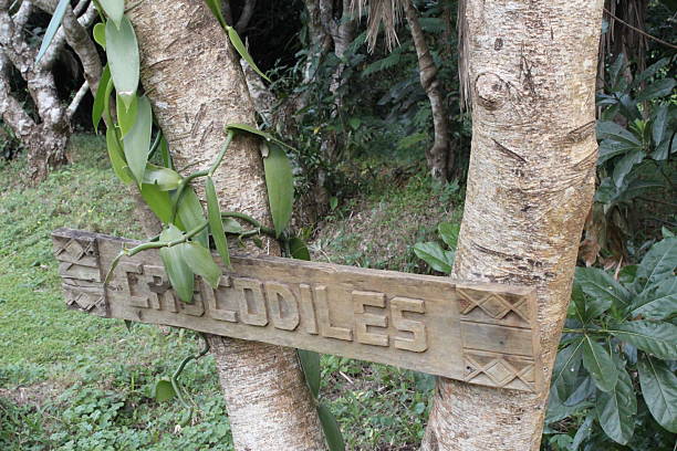 istock Wooden carved Crocodile sign on a tropical tree 486387544