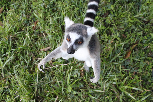 Bird's eye view of a ring tailed lemur standing on green grass with his arms open looking in the distance in the daytime.