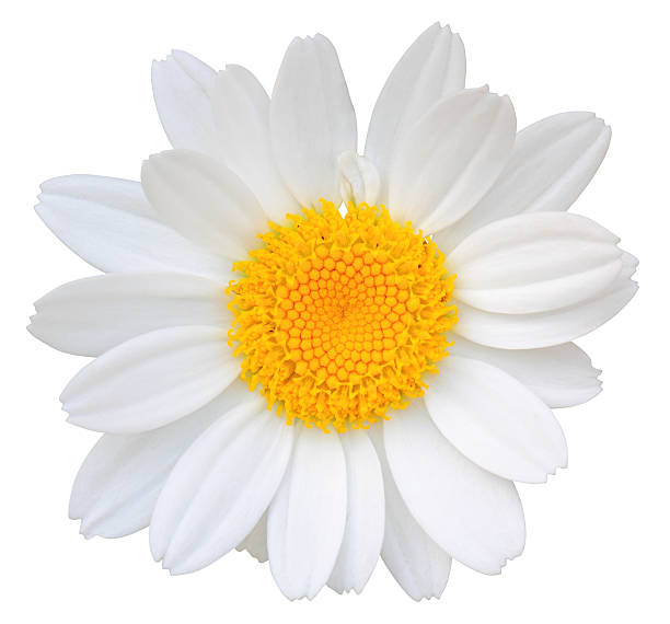 Daisy isolated on white background. stock photo