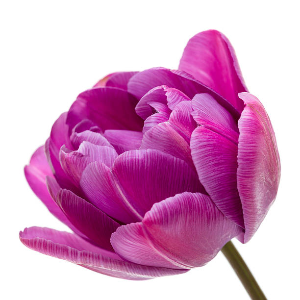 라일락 푸지 작약 튤립 - double tulip 뉴스 사진 이미지
