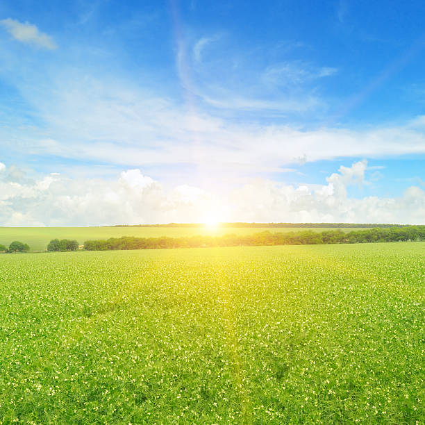 istock field, sunrise and blue sky 486390450