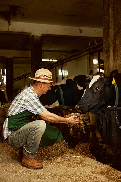 istock farmer with his cattle in stable holding hay 486391225