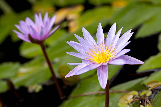fiore di loto - lotus lotus root purple single flower foto e immagini stock