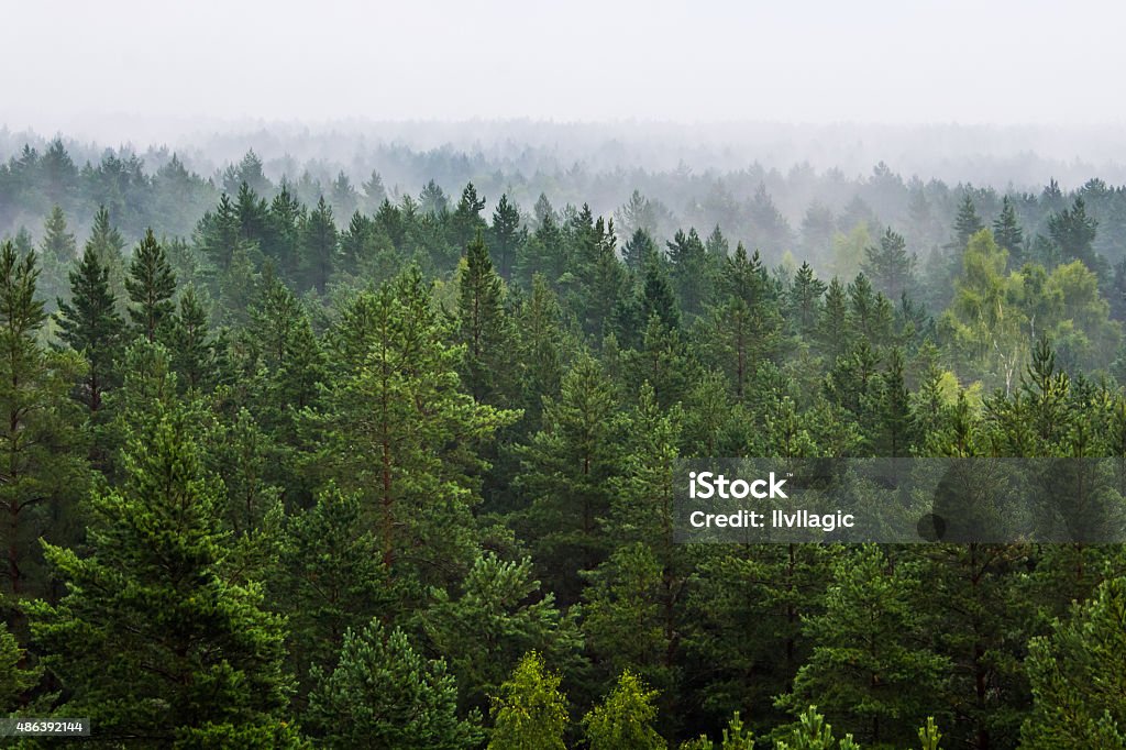 Fog over the forest Fog over the evergreen forest in Latvia Forest Stock Photo