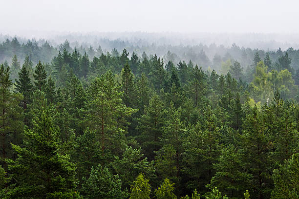 Fog over the forest Fog over the evergreen forest in Latvia coniferous tree stock pictures, royalty-free photos & images
