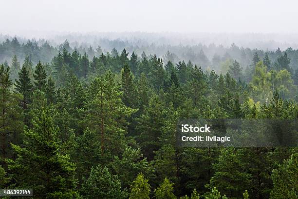 Fog Over The Forest Stock Photo - Download Image Now - Forest, Tree, Pine Tree