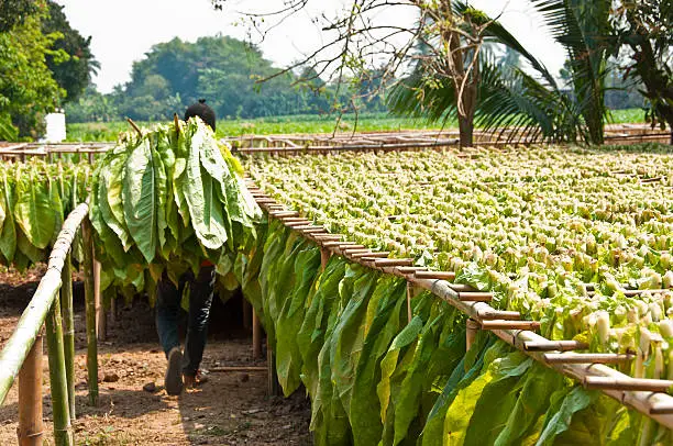 Photo of Drying tobacco leaf.