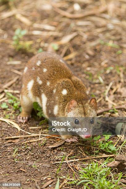 Quoll - Fotografie stock e altre immagini di Ambientazione esterna - Ambientazione esterna, Animale, Animale selvatico