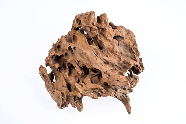 Driftwood Twisted driftwood on a white background. gnarly wood texture stock pictures, royalty-free photos & images