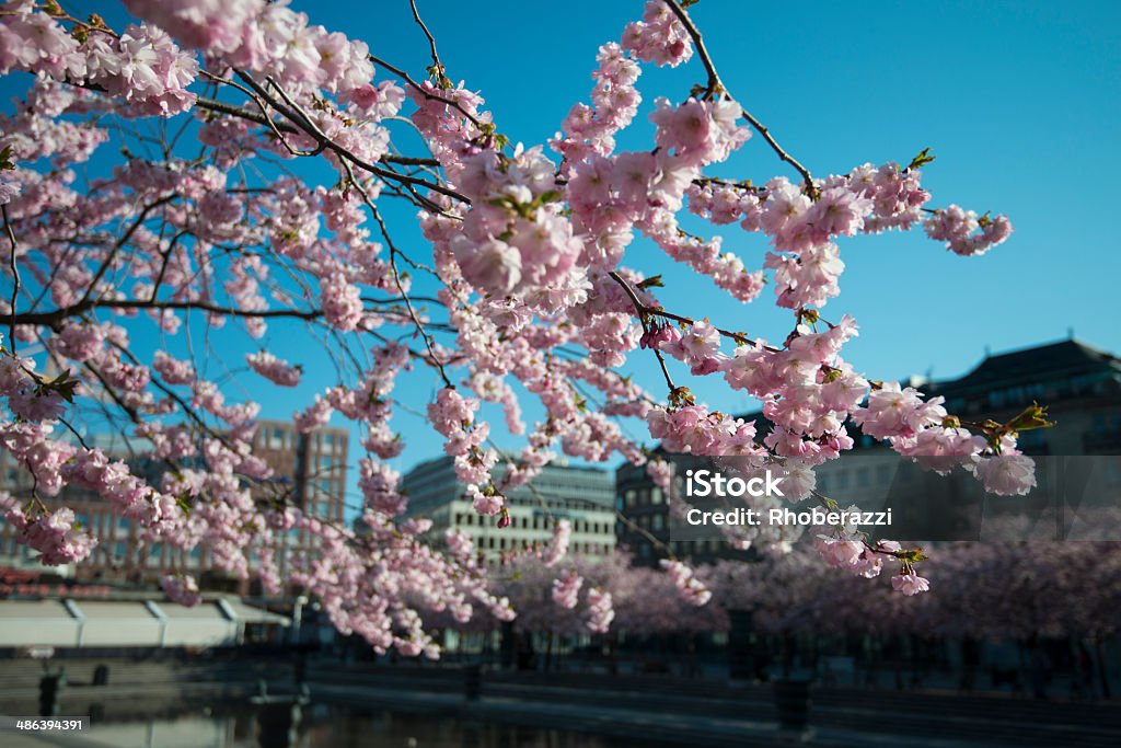 Cherry blossom Cherry blossom in Stockholm, Sweden. Adobe RGB. Cherry Blossom Stock Photo