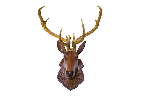 istock taxidermy. head deer isolated with  Background 486395712