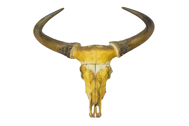 istock taxidermy. head deer isolated with  Background 486395742