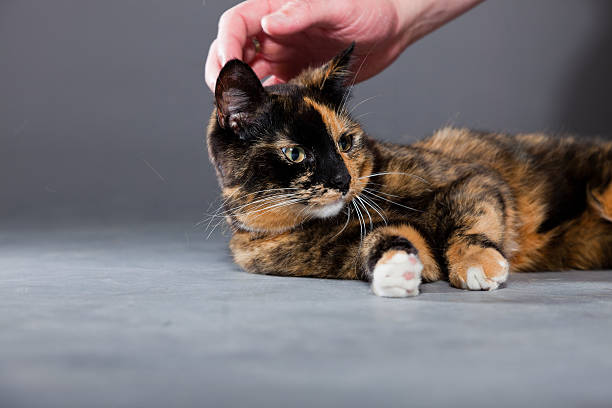 istock Beautiful young brown black white spotted cat. 486395885