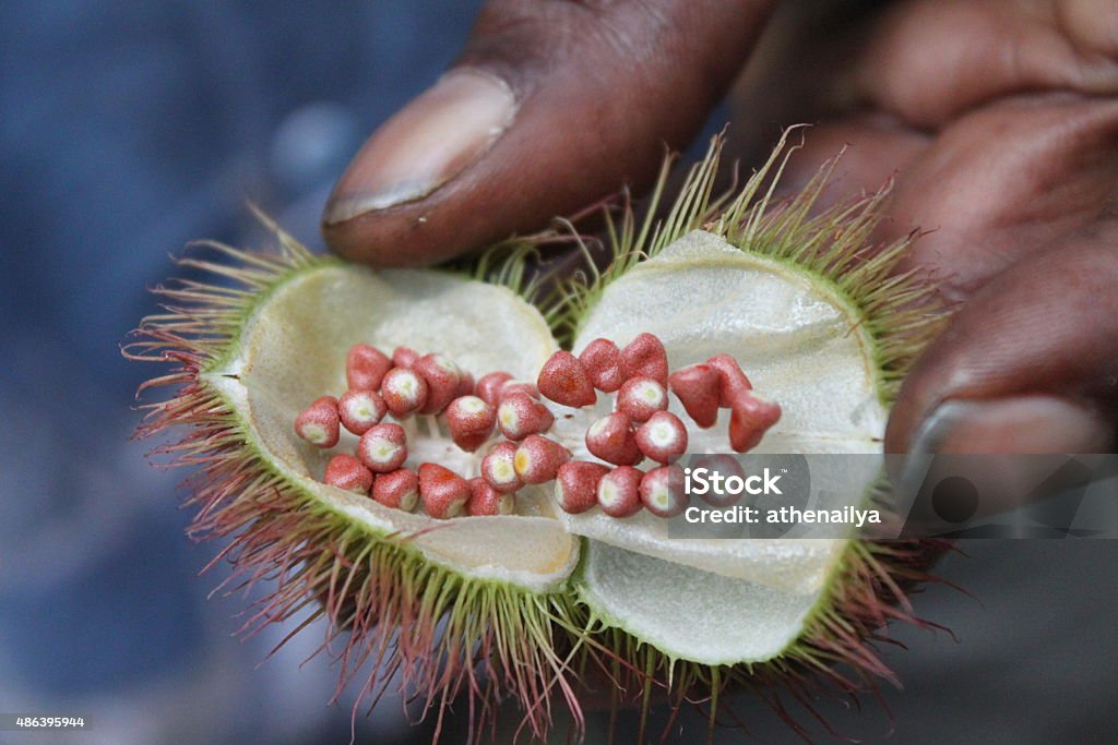 macro view of Tropical achiote frutas en - Foto de stock de 2015 libre de derechos