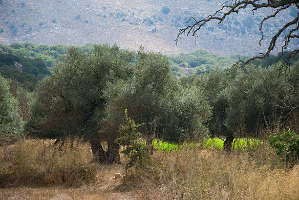 istock dry landscape with olive trees on greek island crete 486396158