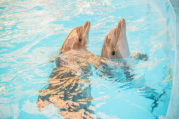 istock Two dolphin in basin of oceanarium 486396288