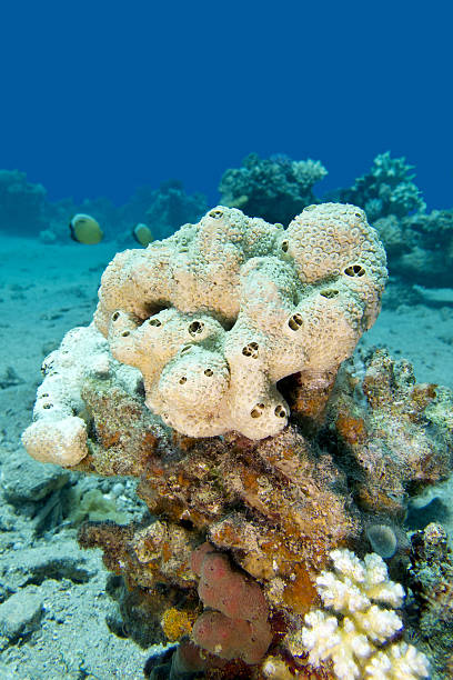 istock great white sea sponge in tropical sea, underwater 486396626