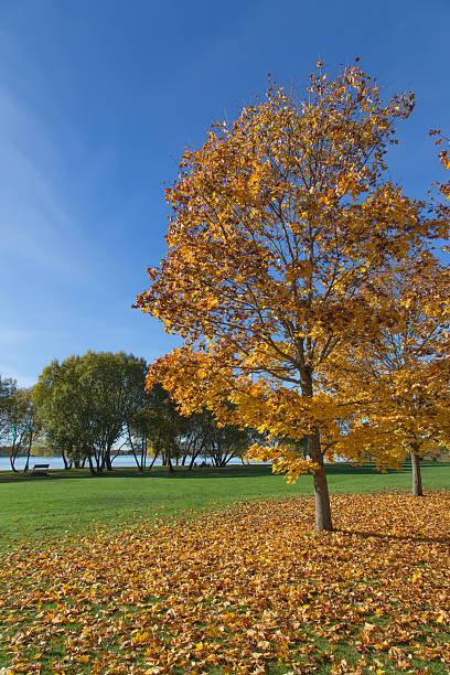istock Golden Autumn tree Latvia 486397466