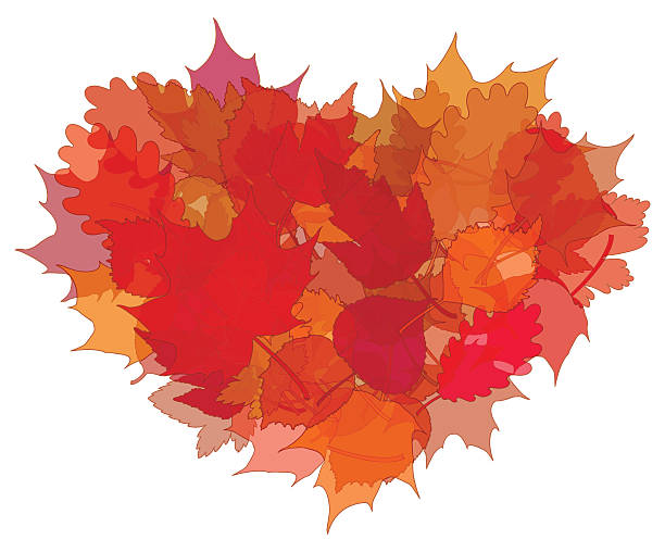 ilustrações, clipart, desenhos animados e ícones de coração de folhas de outono fundo branco. - poplar tree forest oak tree autumn