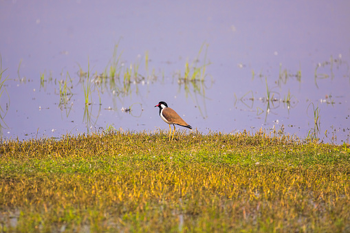 Beautiful red-wattled lapwing (Vanellus indicus) looking for food near a water body.