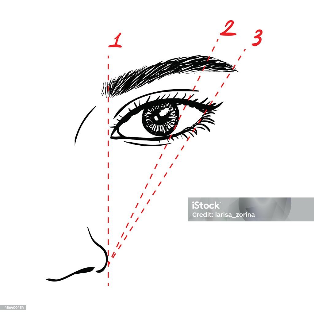 How to paint the eyebrows Vector trendy makeup scheme Eyebrow stock vector