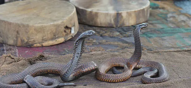 Photo of Snake charmer with Cobra-Morocco