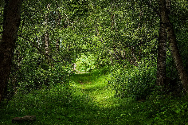 beautiful magic forest stock photo