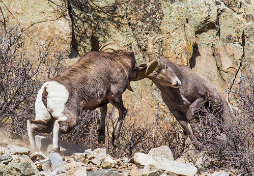 Two bighorn rams challenge each other by headbutting for dominance of the herd.