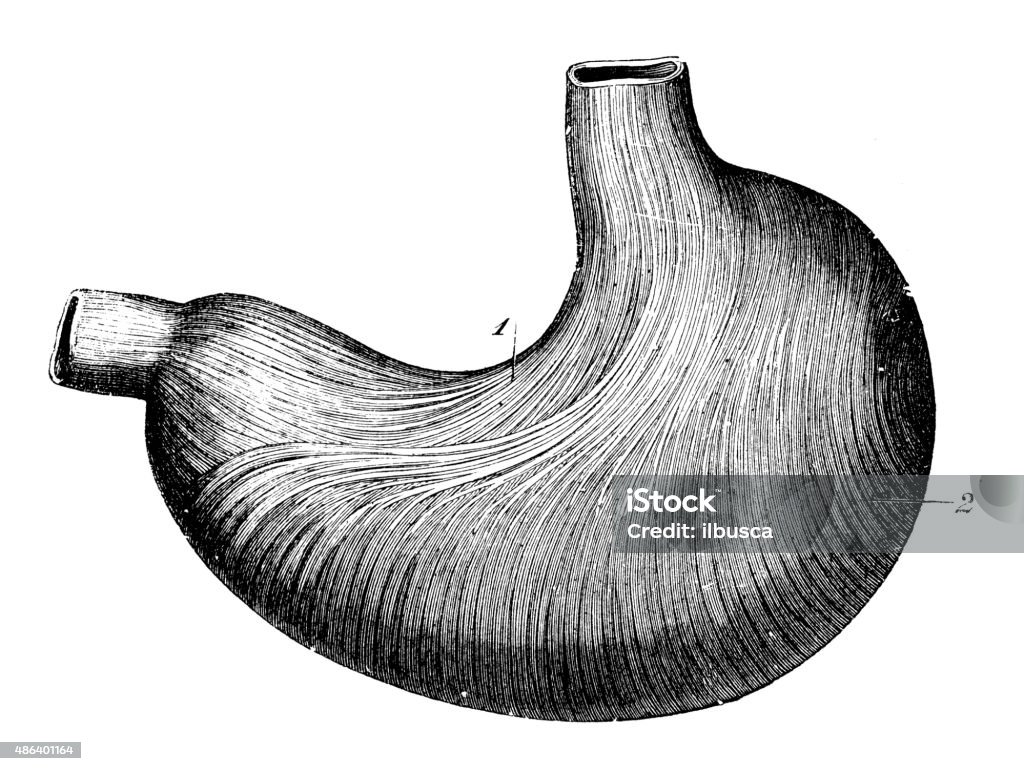 Antique medical scientific illustration high-resolution: stomach Stomach stock illustration