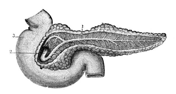 Antique medical scientific illustration high-resolution: pancreas Antique medical scientific illustration high-resolution: pancreas digestive illness stock illustrations