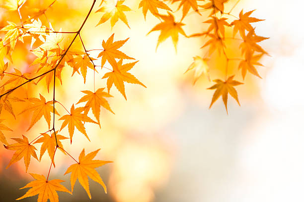 schönen herbst japanischer ahorn blätter - autumn japanese maple maple tree selective focus stock-fotos und bilder