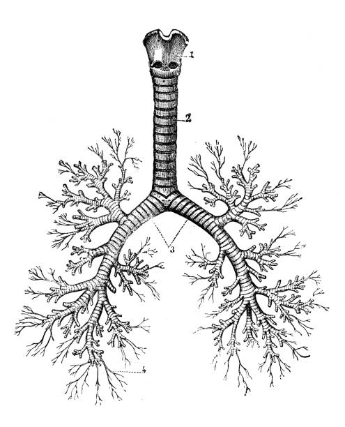 ilustraciones, imágenes clip art, dibujos animados e iconos de stock de anticuario científica médica ilustración de alta resolución: árbol bronquial - human trachea