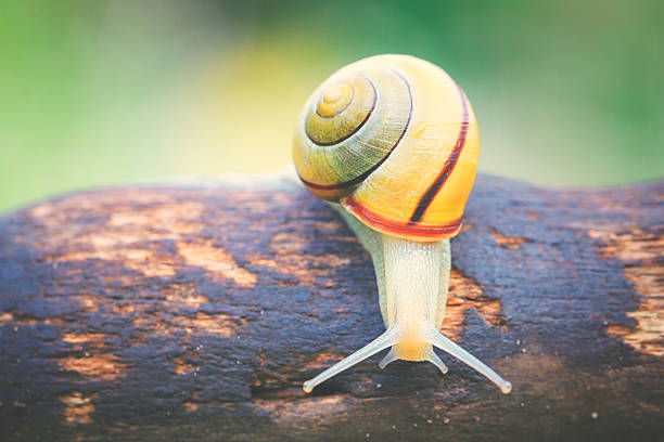 caracol de jardim é o caminho - snail environmental conservation garden snail mollusk - fotografias e filmes do acervo