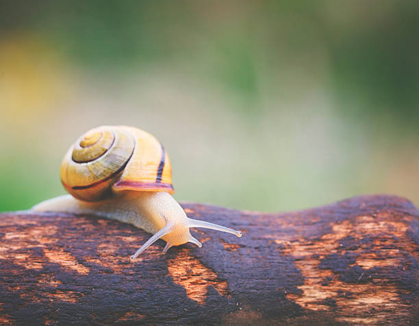 caracol de jardim é o caminho - snail environmental conservation garden snail mollusk - fotografias e filmes do acervo