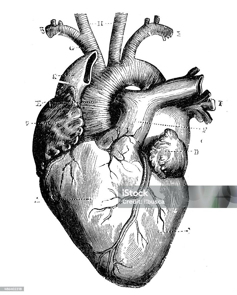 Antique medical scientific illustration high-resolution: heart Heart Shape stock illustration
