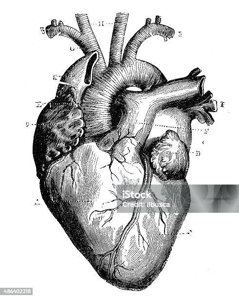 Antique Medical Scientific Illustration Highresolution Heart Stock Illustration - Download Image Now