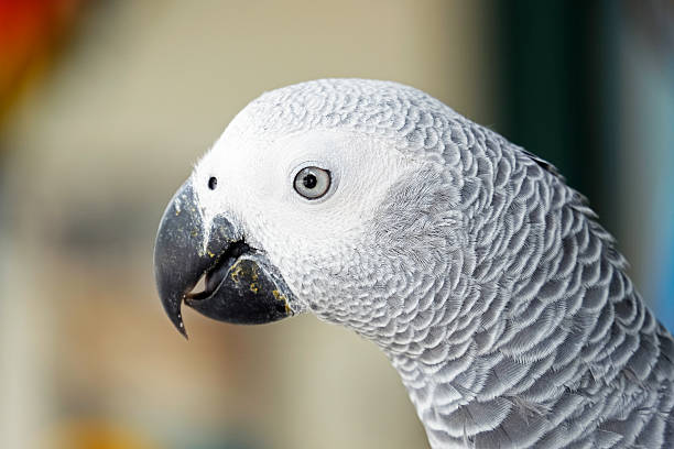 istock Portrait of African grey parrot 486402452
