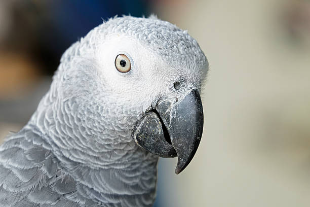 istock Portrait of African grey parrot 486402454