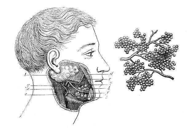 ilustraciones, imágenes clip art, dibujos animados e iconos de stock de anticuario científica médica ilustración de alta resolución: glándulas salivales - salivary gland