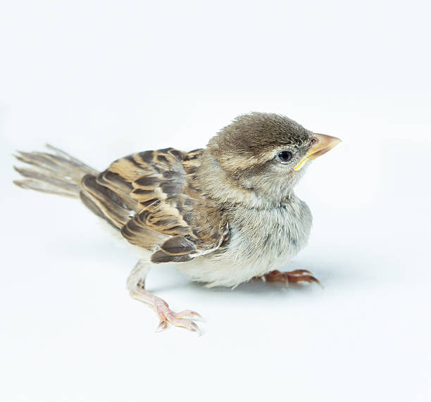 sparrow チック - chirrup ストックフォトと画像