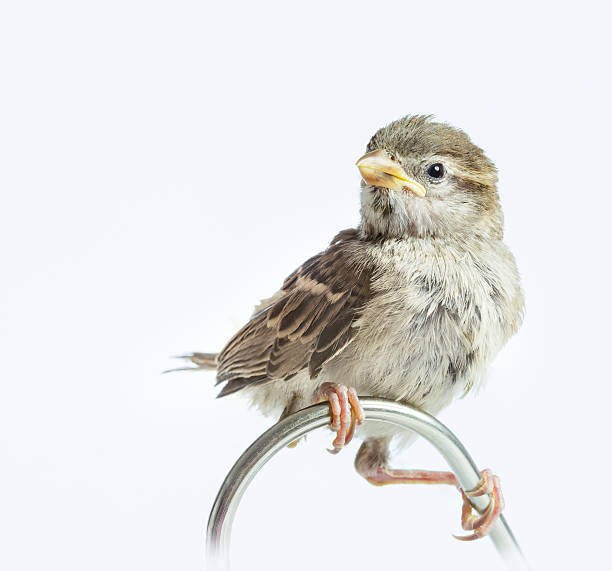 gorrión chick - chirrup fotografías e imágenes de stock